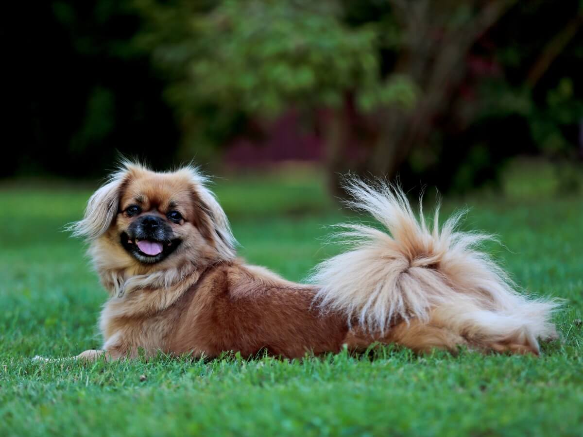 Un spaniel tibetano alegre.