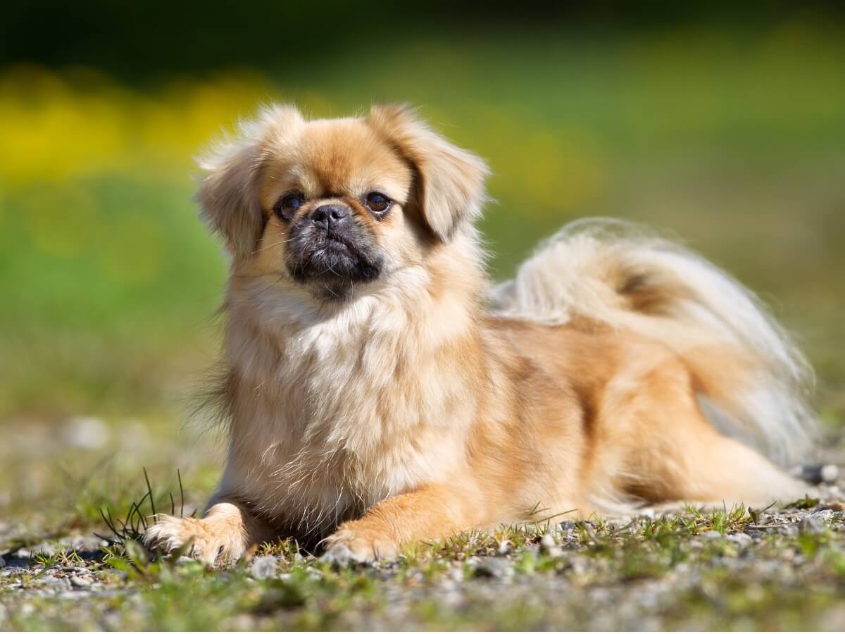 Un spaniel tibetano sentado en el campo.