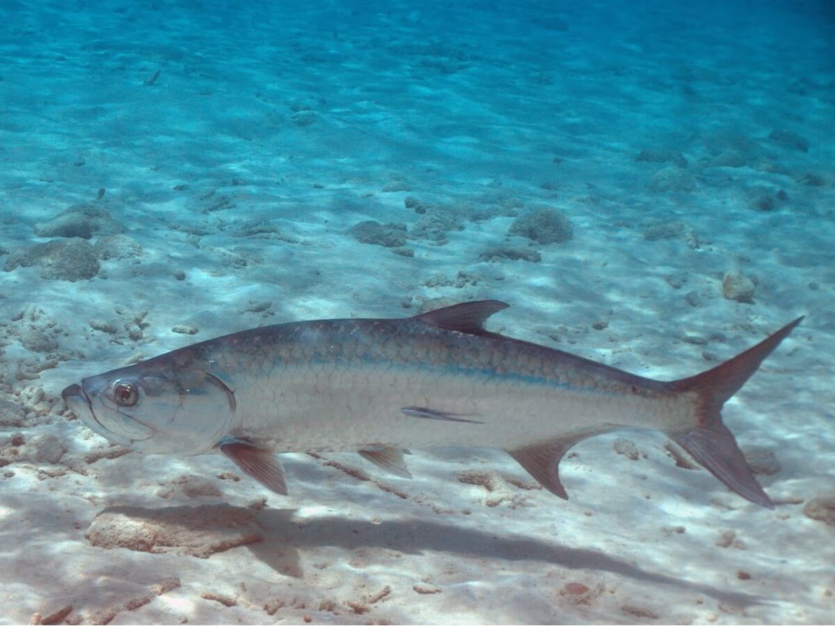 Le tarpon fait partie des animaux les plus rapides.