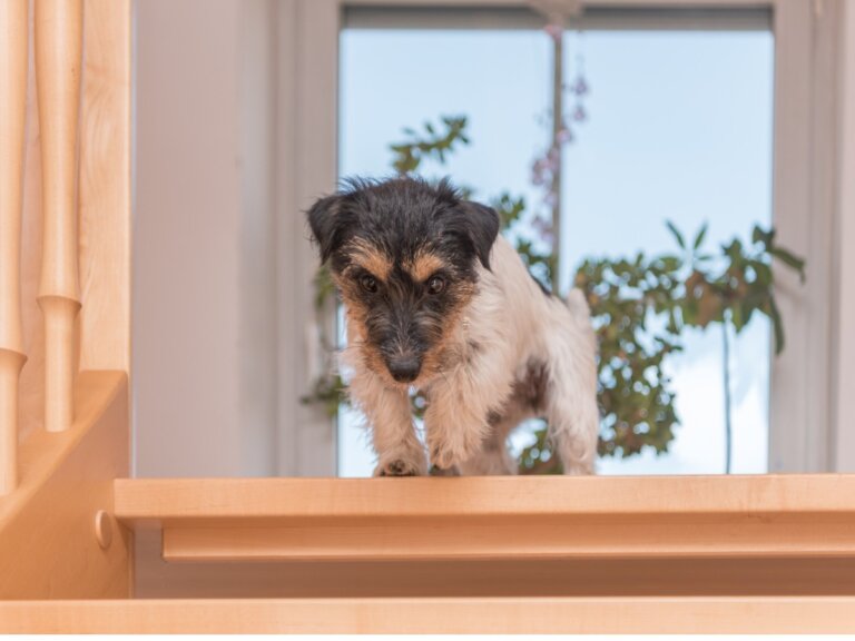 Mi perro tiene miedo a las escaleras: causas y cómo actuar