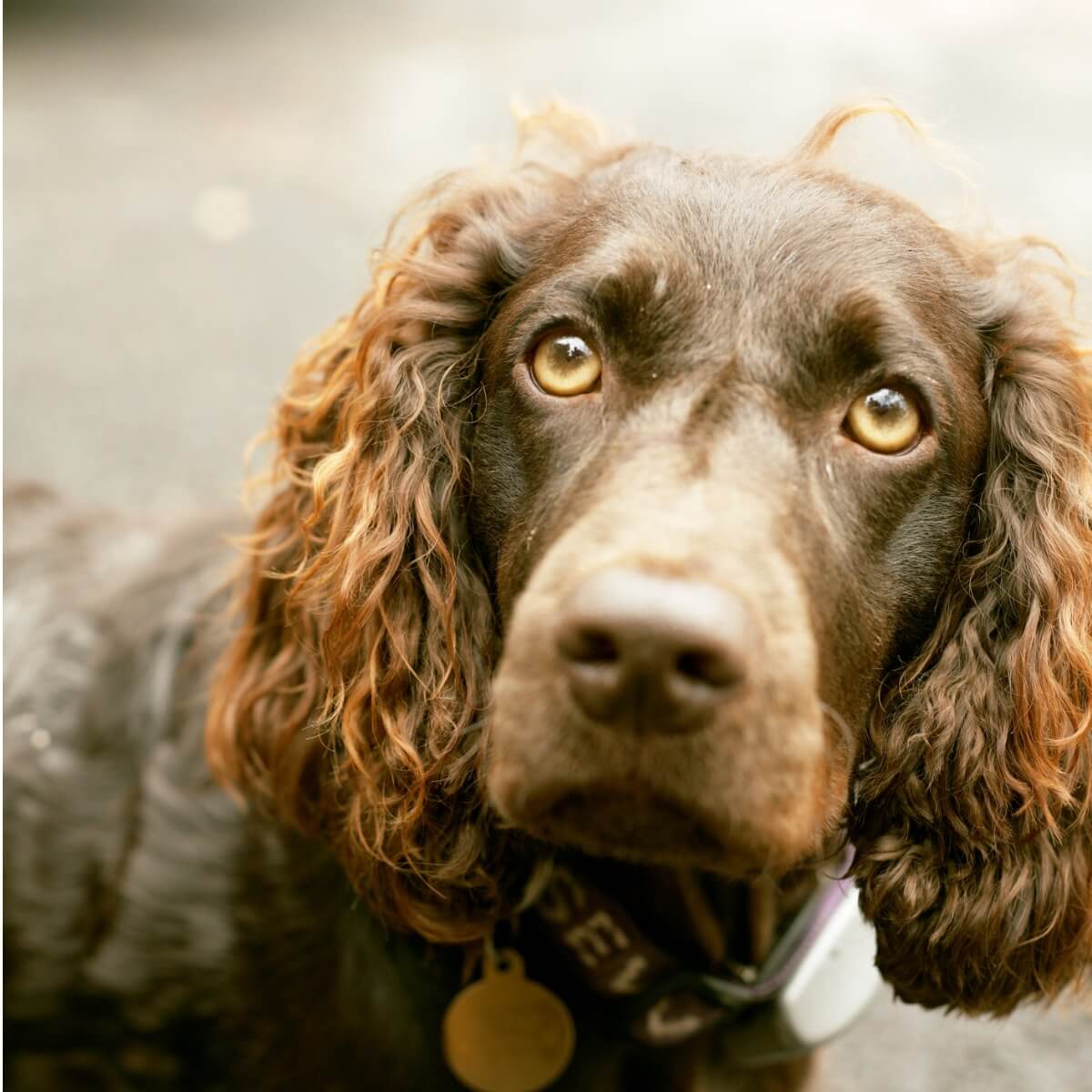 Boykin Spaniel cinsi bir köpek.