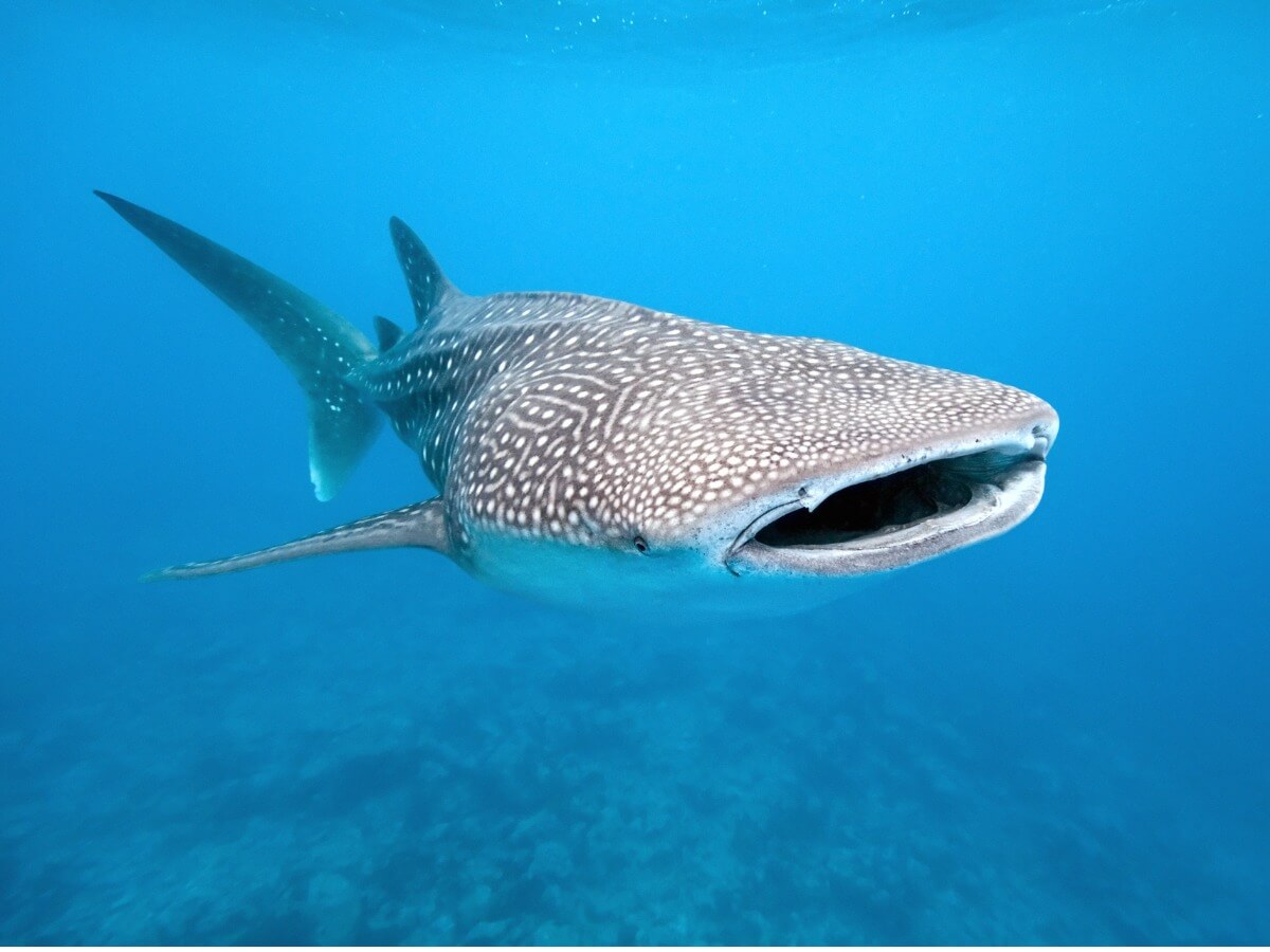Un tiburón ballena en peligro de extinción.