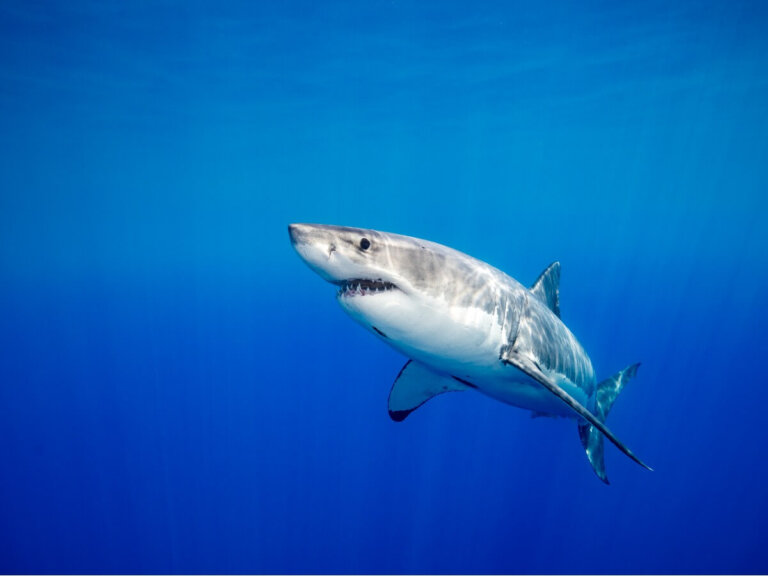 Los 10 animales más peligrosos del Mediterráneo