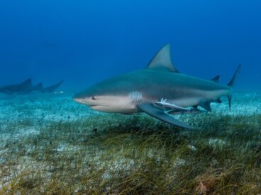 ¿Cómo nacen los tiburones?