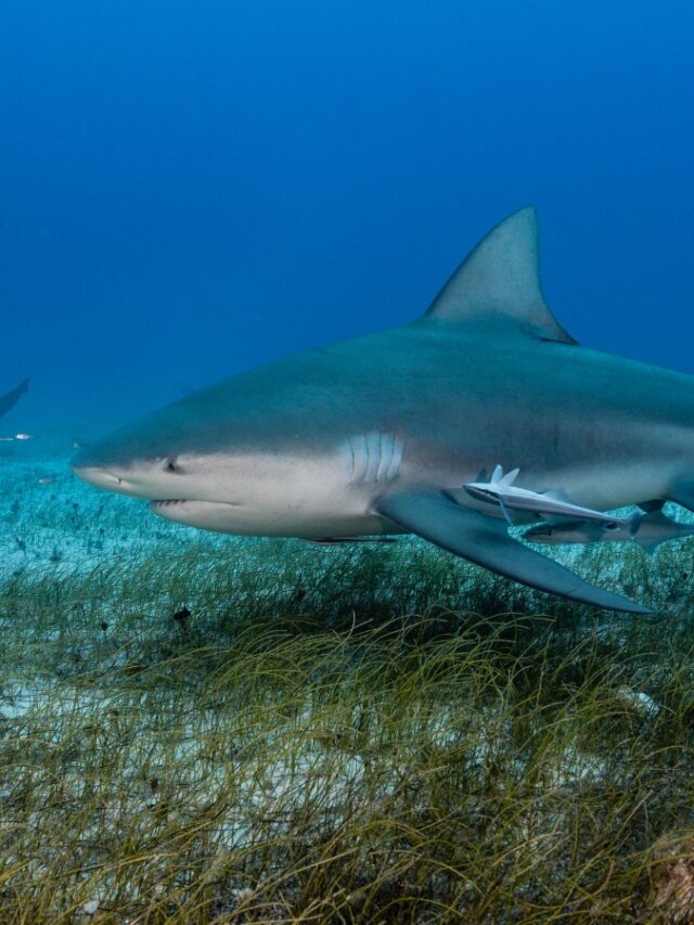 3 Maneras de saber cómo nacen los tiburones y su temporada reproductiva