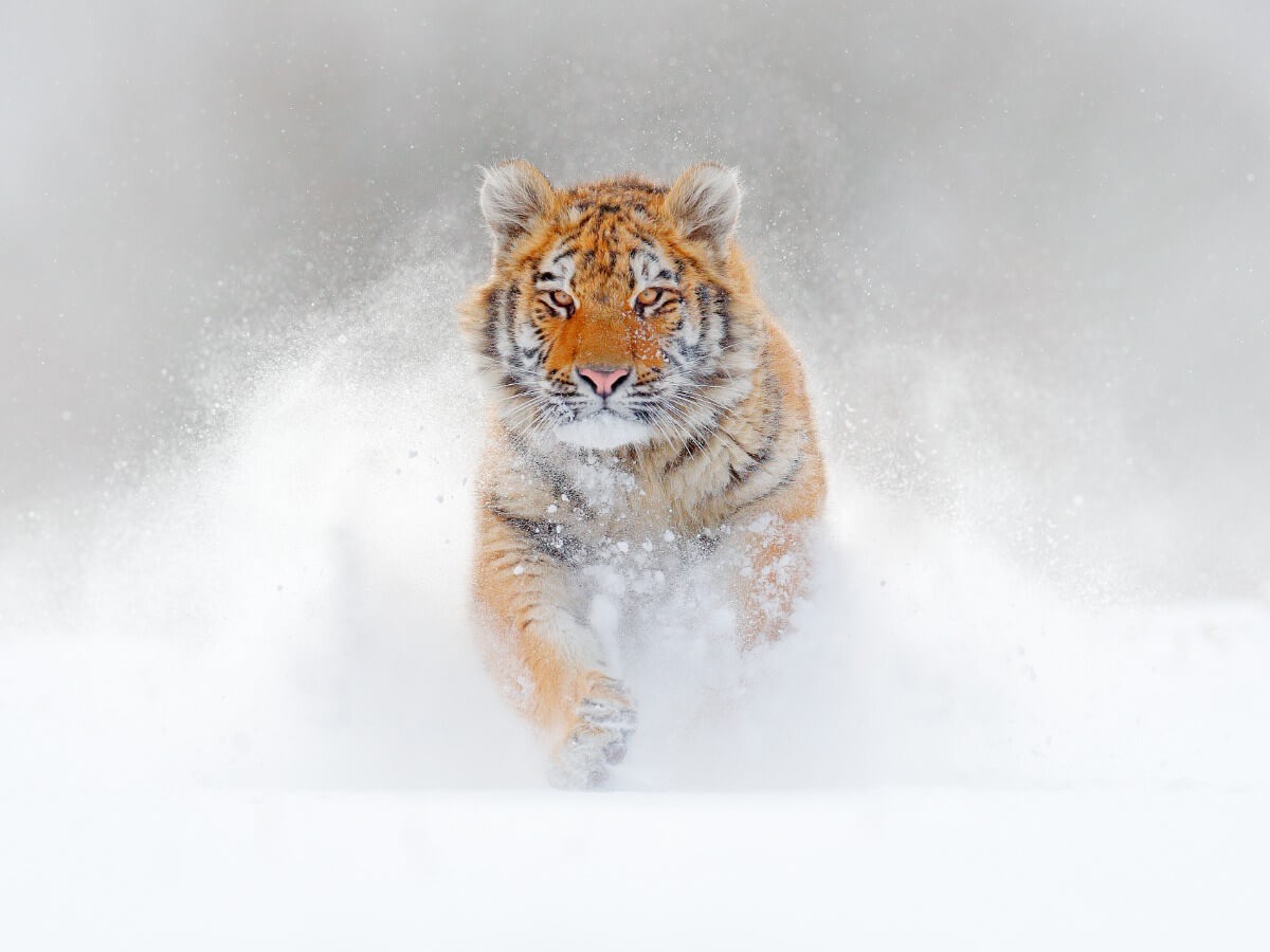 Un tigre de bengala en la nieve.