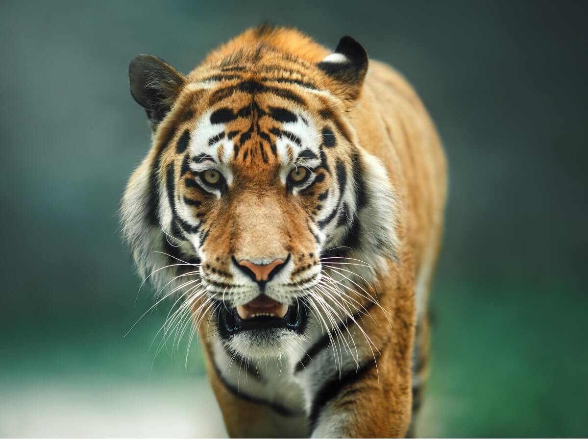 El comportamiento del tigre es fascinante.