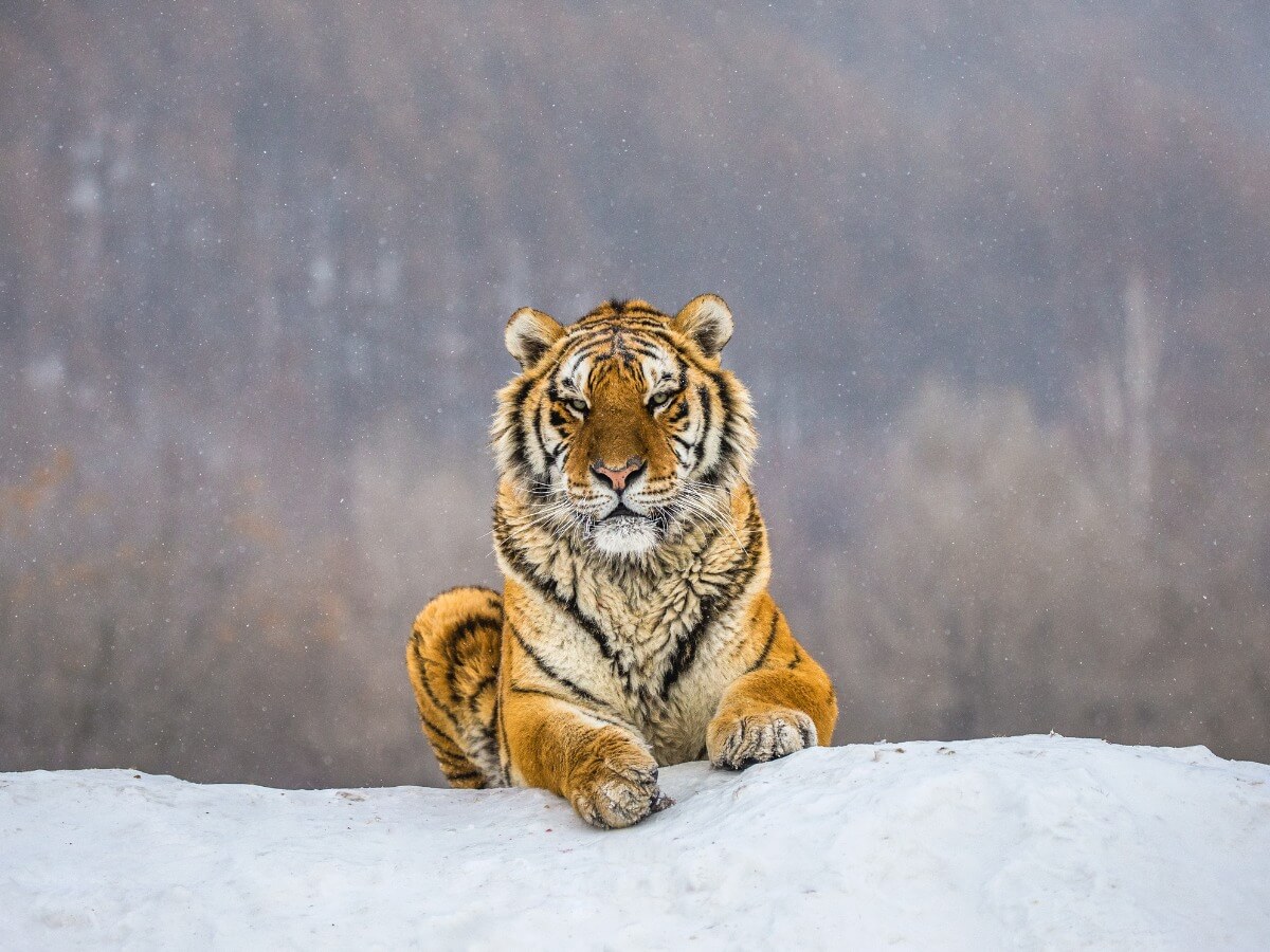 Un tigre siberiano corriendo.