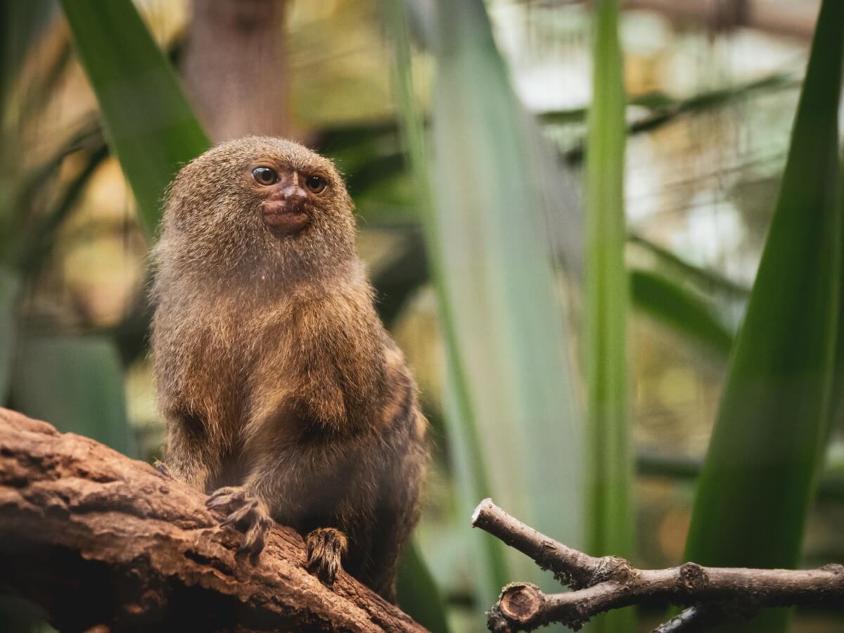 Un ouistiti pygmée sur une branche.