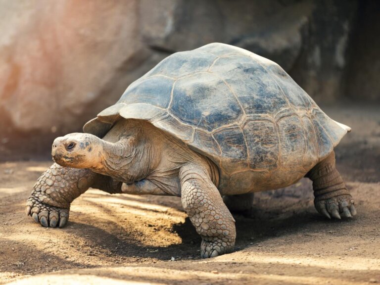 Comportamiento de las tortugas