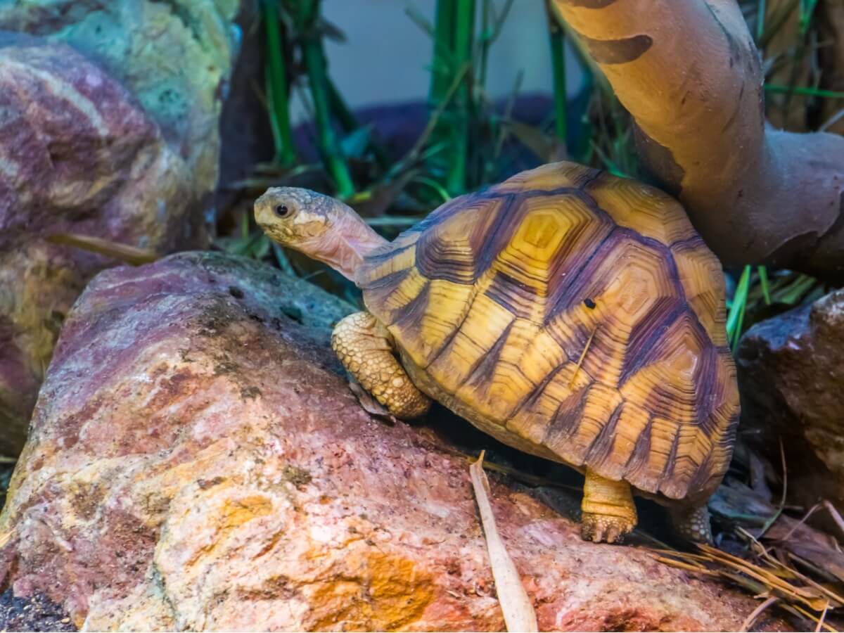 L'un des animaux en voie de disparition en 2021.