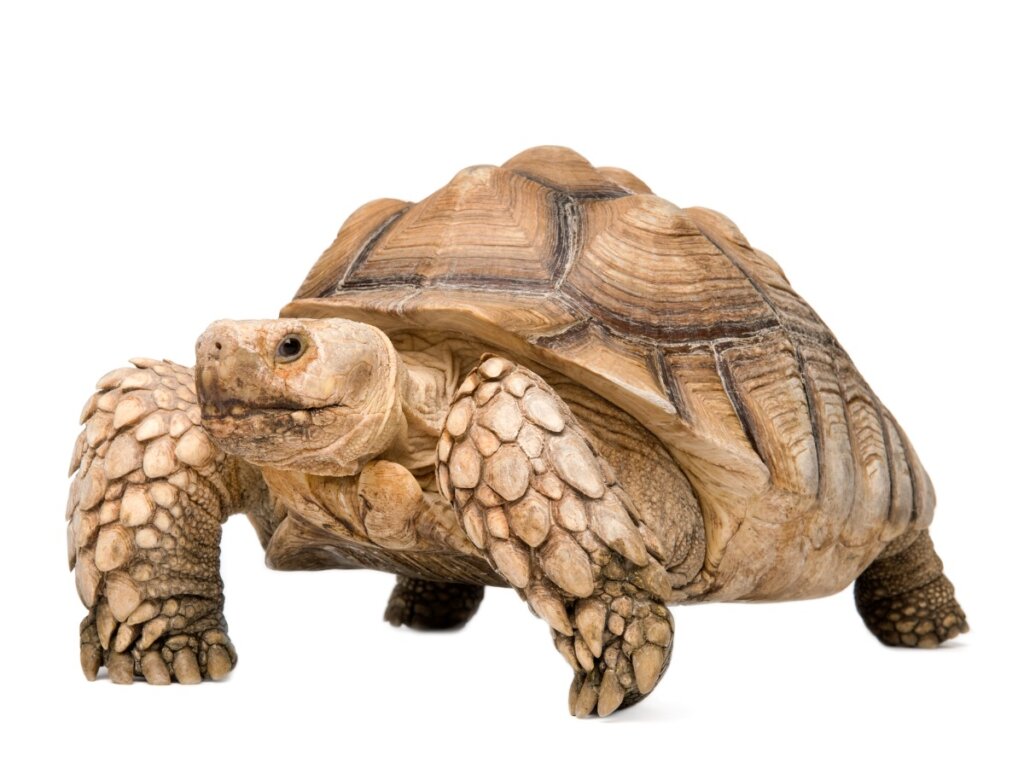 Una tortuga sulcata.