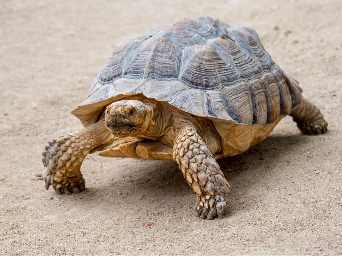 A sulcata tortoise.