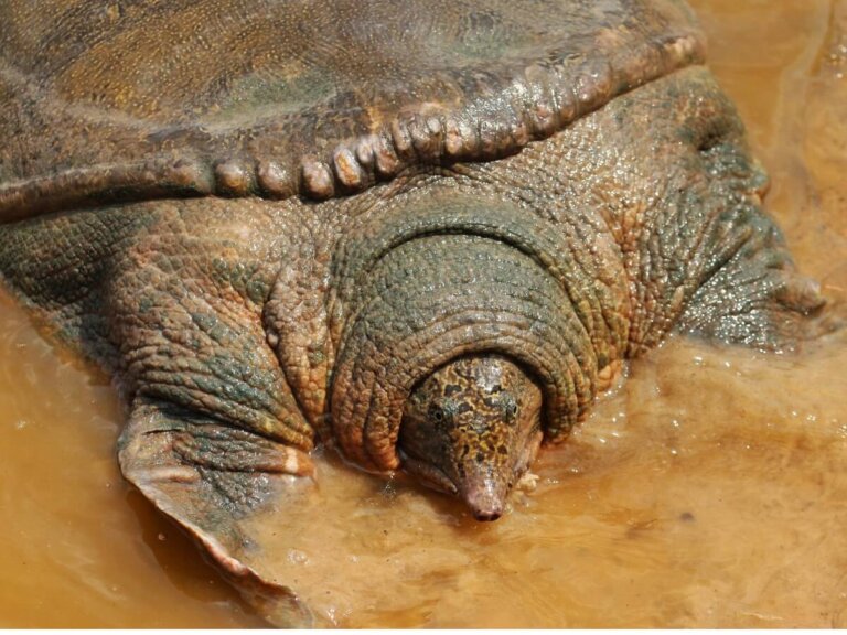 Tortuga de swinhoe: hábitat, características y conservación