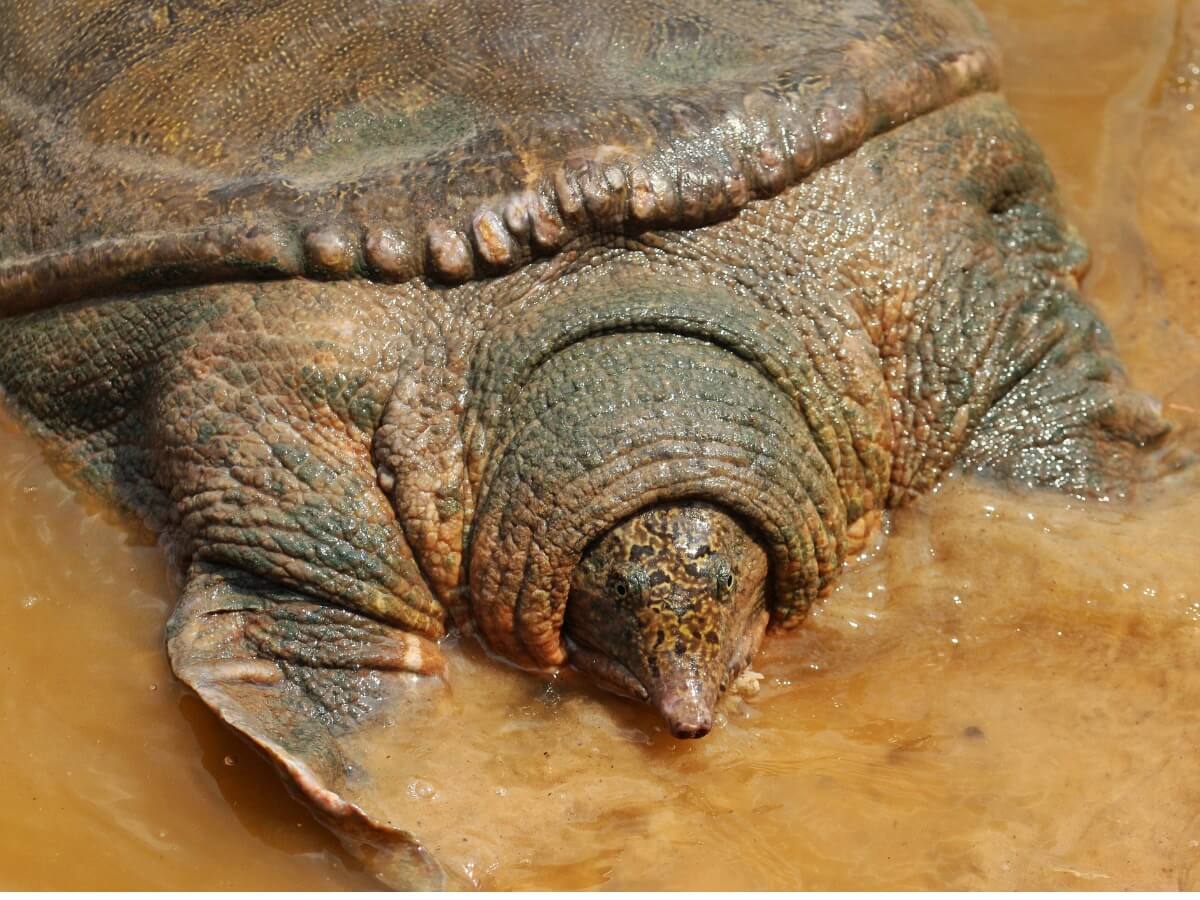 Una tortuga de swinhoe.