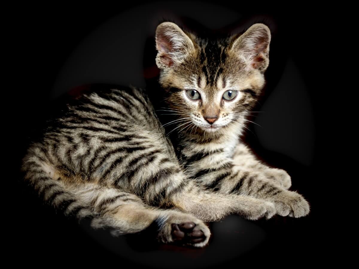 Un Toyger sur fond noir.