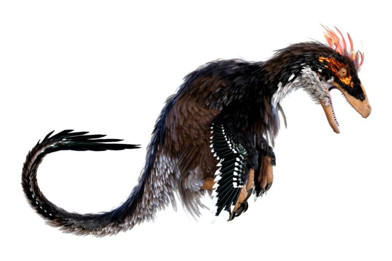 Ubirajara jubatus: el dinosaurio con melena