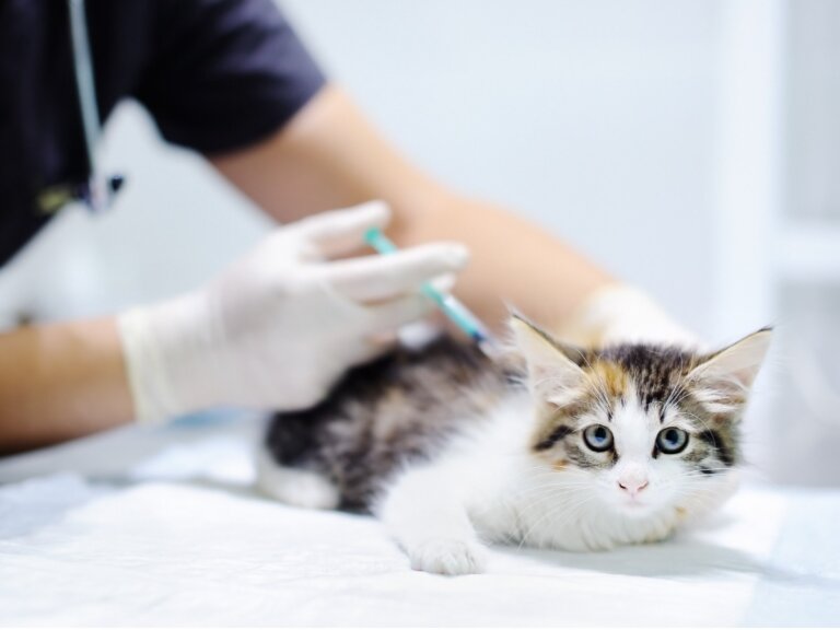 Vacuna trivalente para gatos: para qué sirve y efectos secundarios
