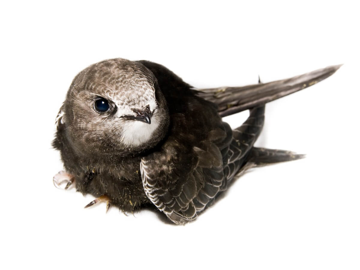 Connaissez-vous la différence entre hirondelle, avion et véloce ?