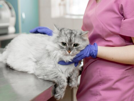 Derrame pleural en gatos: causas, diagnóstico y tratamiento