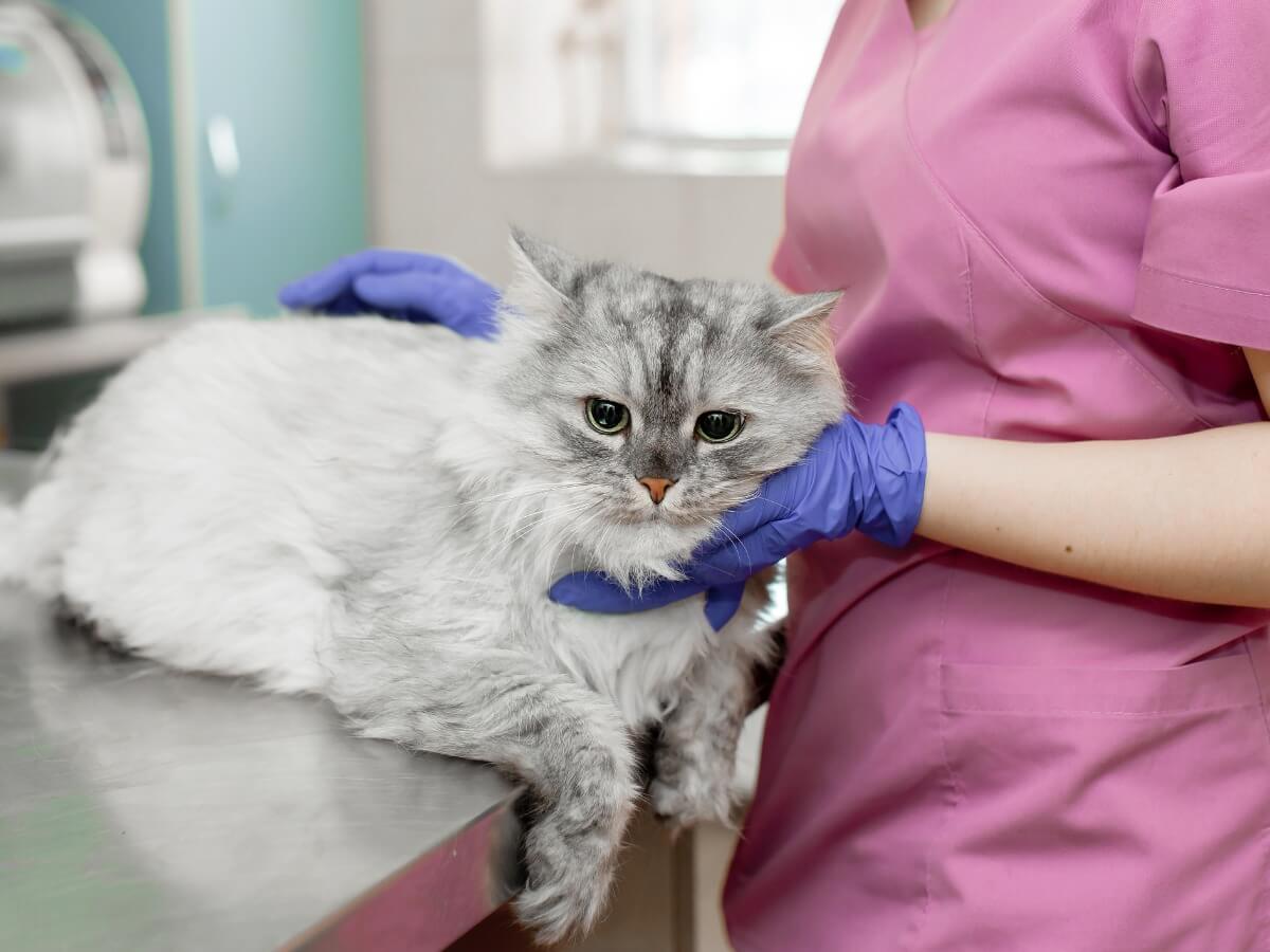 Pleural effusjon hos katter kan være veldig alvorlig.