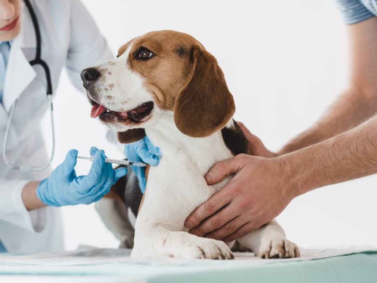 A dog being injected.
