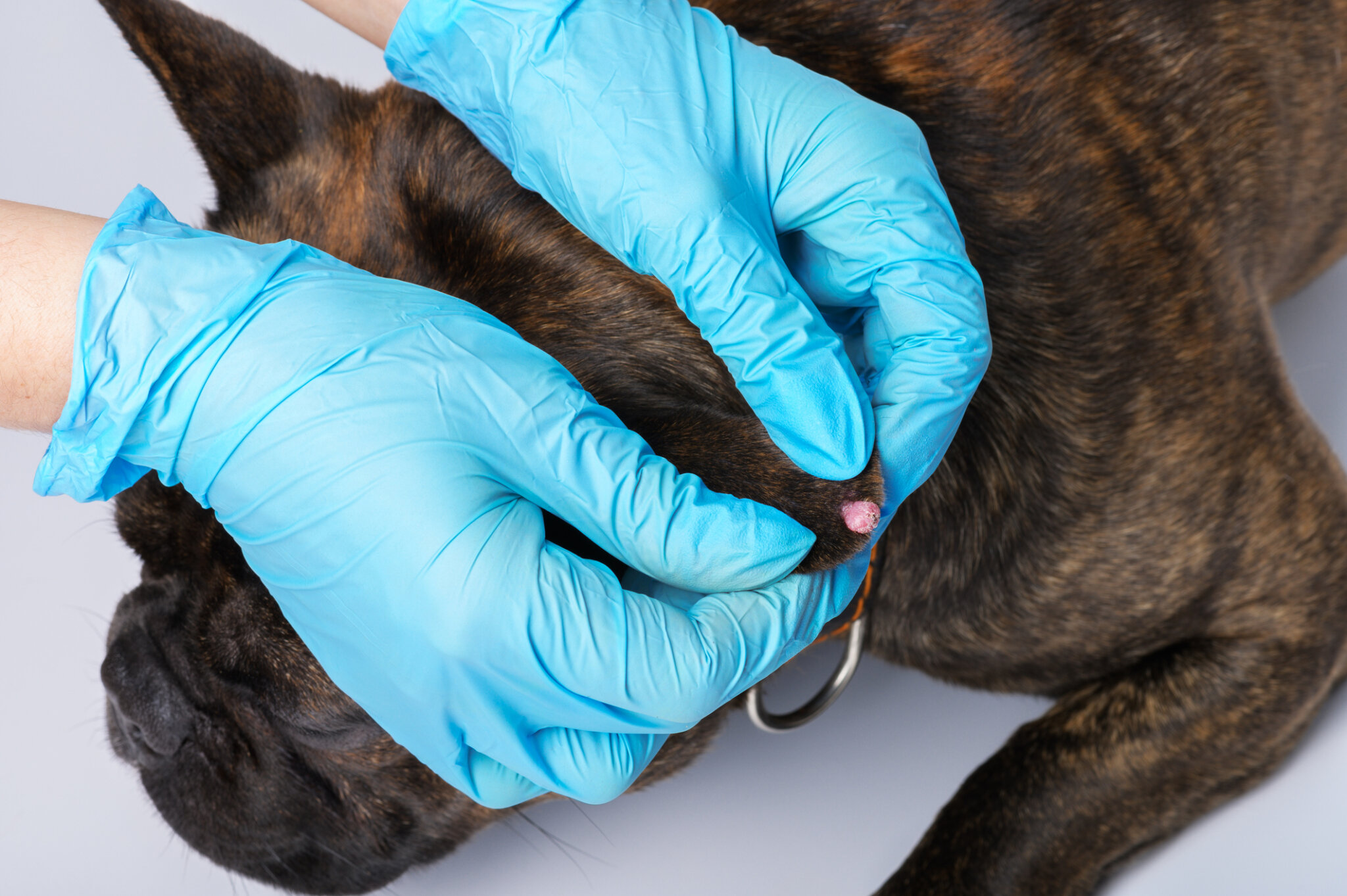 Tratamiento para papilomatosis en perros