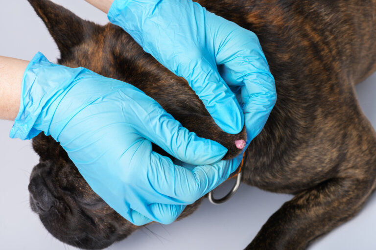 Papilomas en perros: causas, síntomas y tratamientos