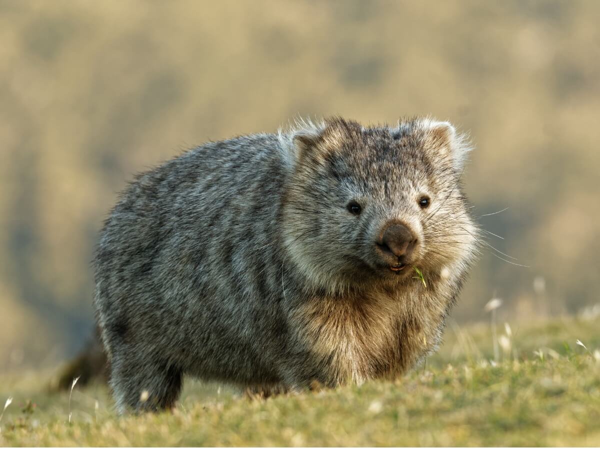 Un wombat.