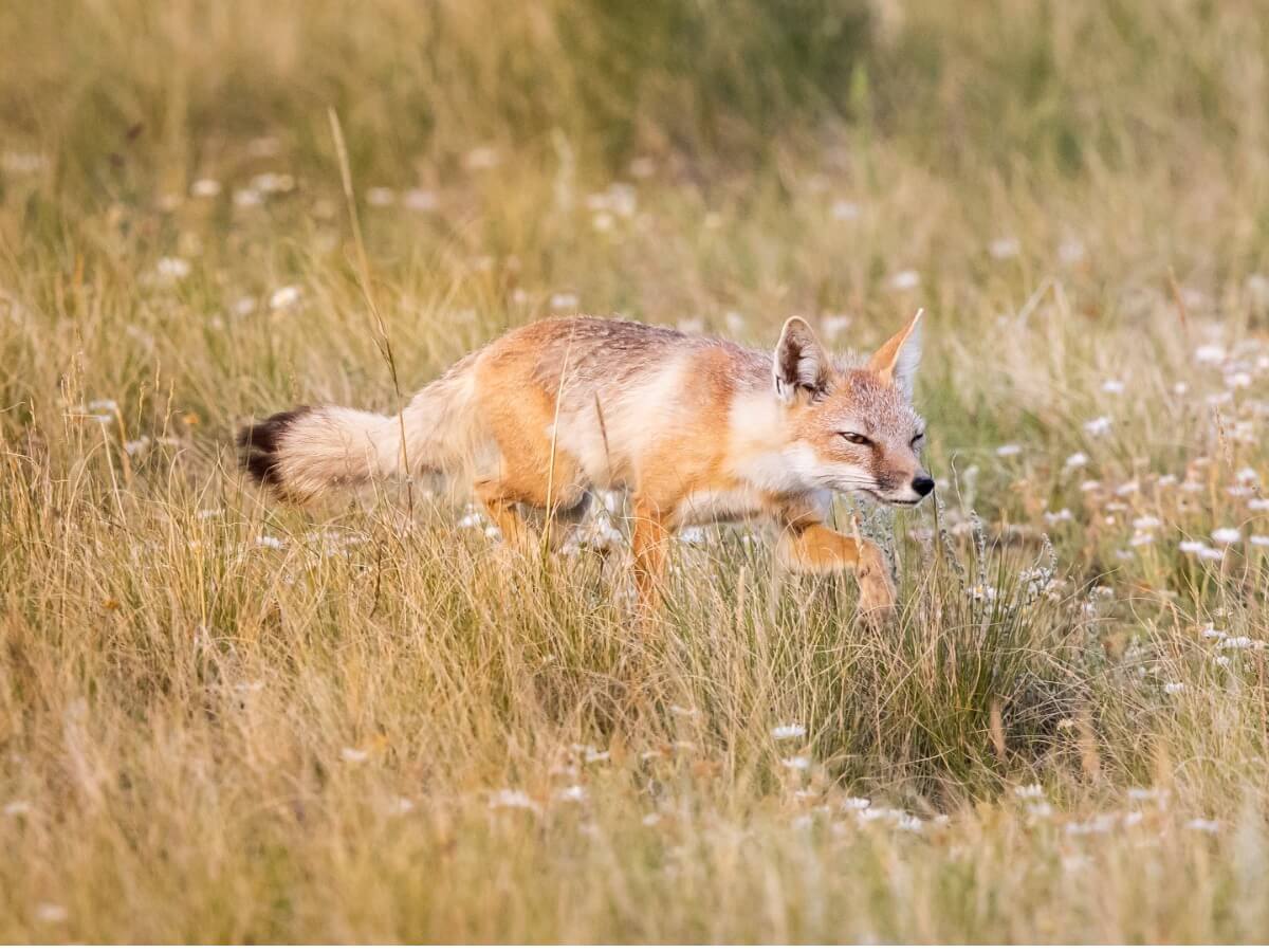 Un ejemplar de la especie Vulpex velox.