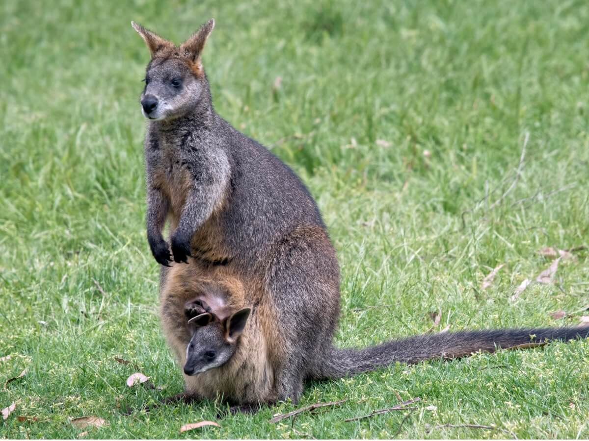 Un wallaby bicolore.