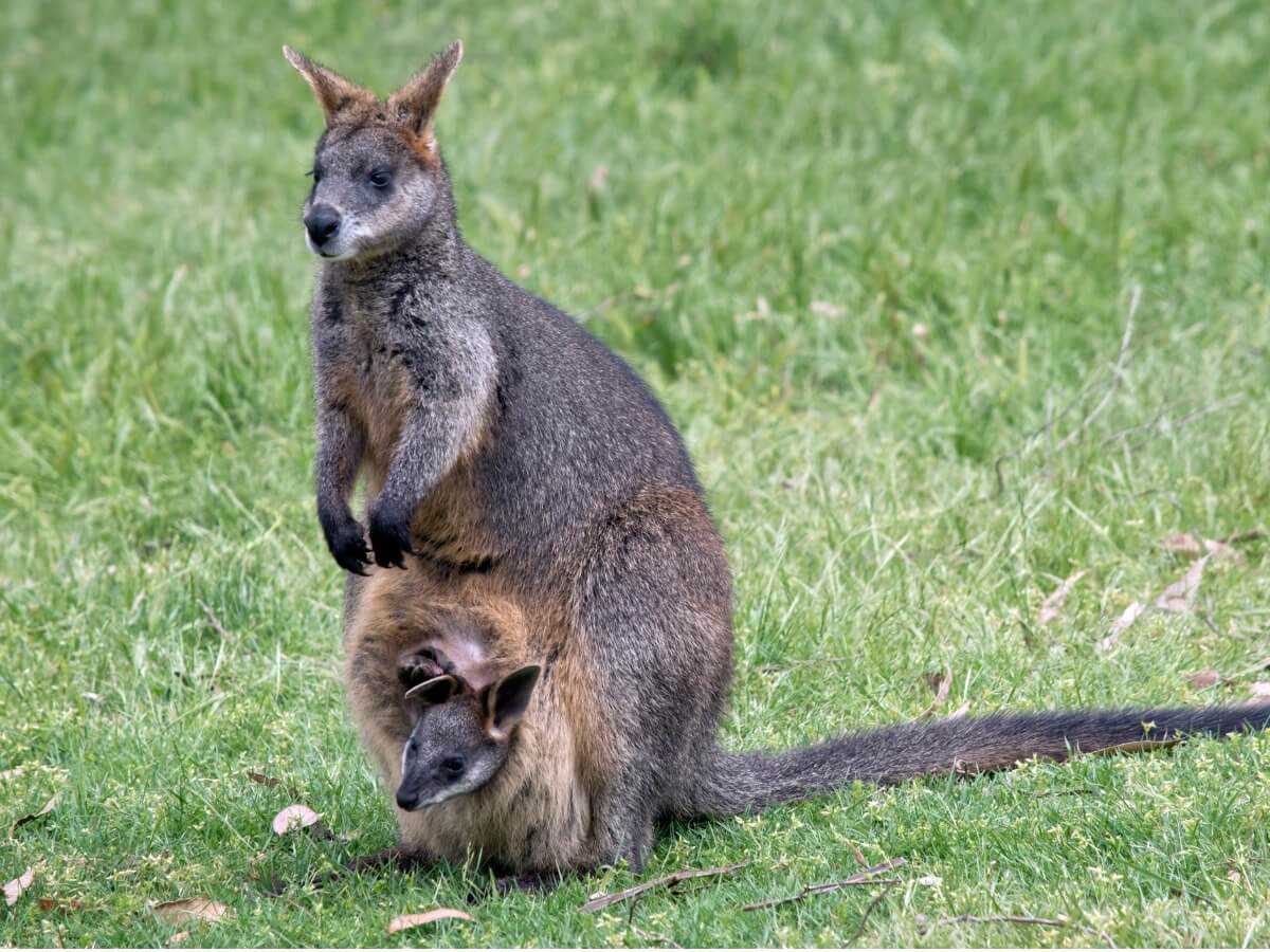 Uno de los tipos de marsupiales.