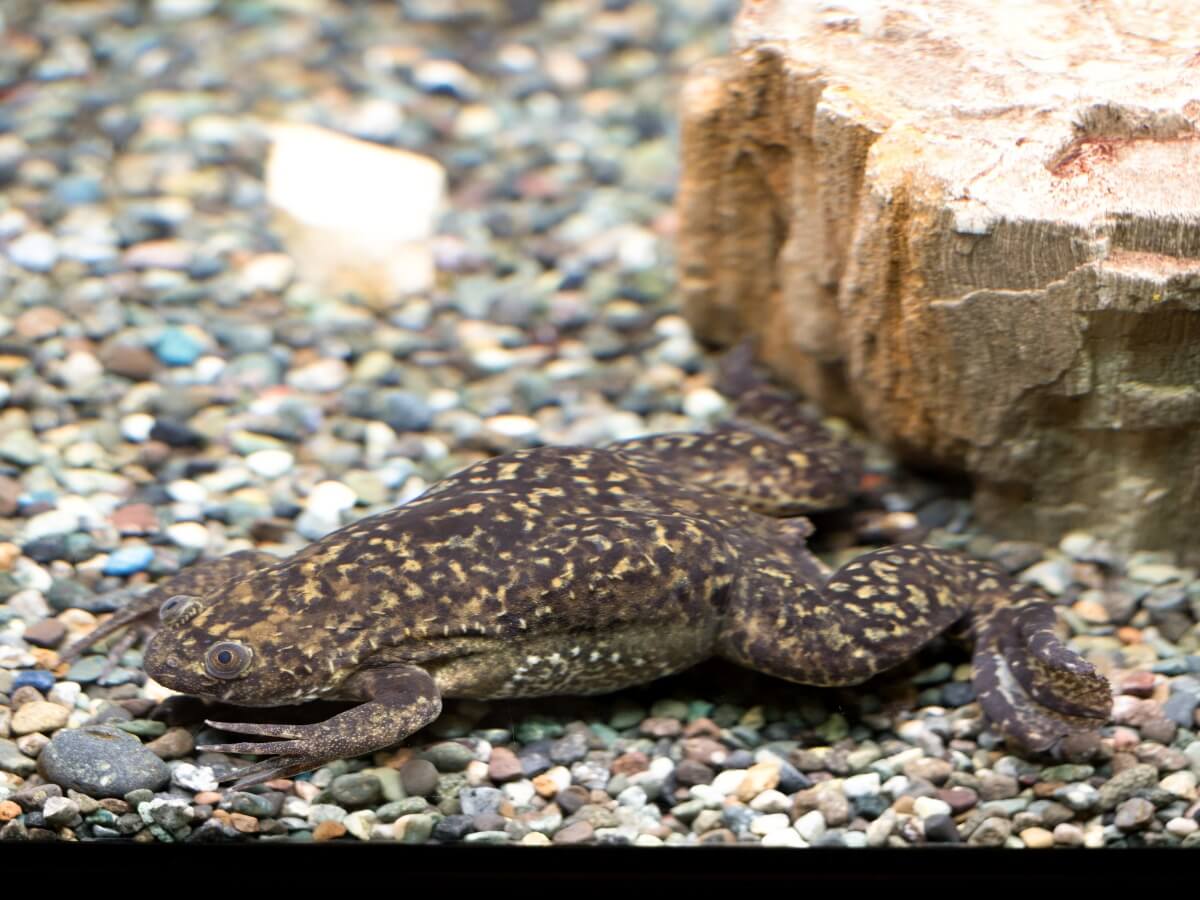 Otra de las curiosidades de las ranas es que muchas son acuáticas.
