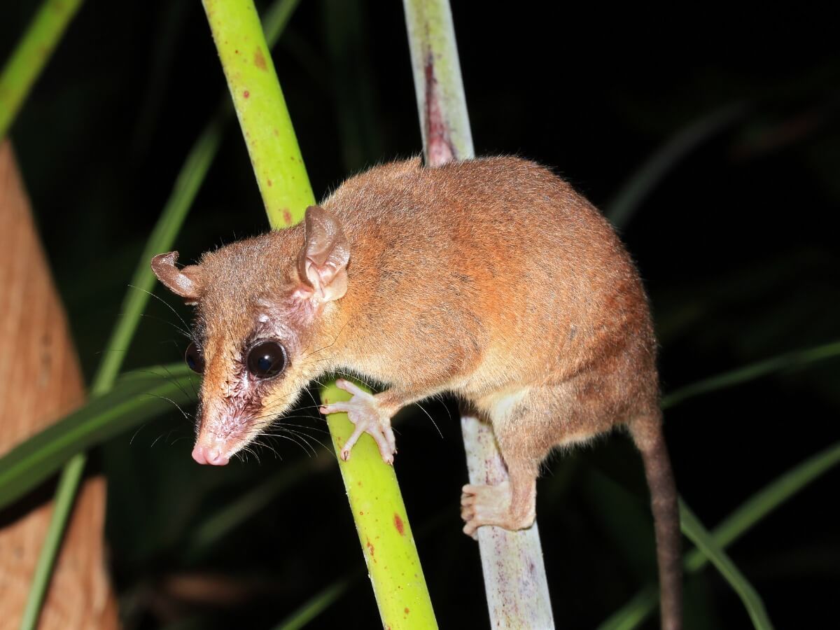 Uno de los tipos de marsupiales.