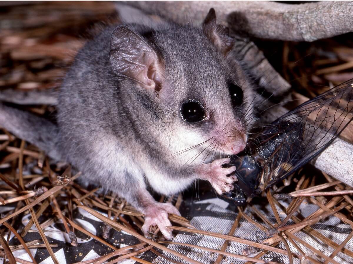 Uno de los animales más pequeños del mundo.