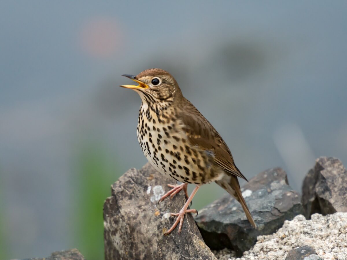 Une grive musicienne sur le sol.