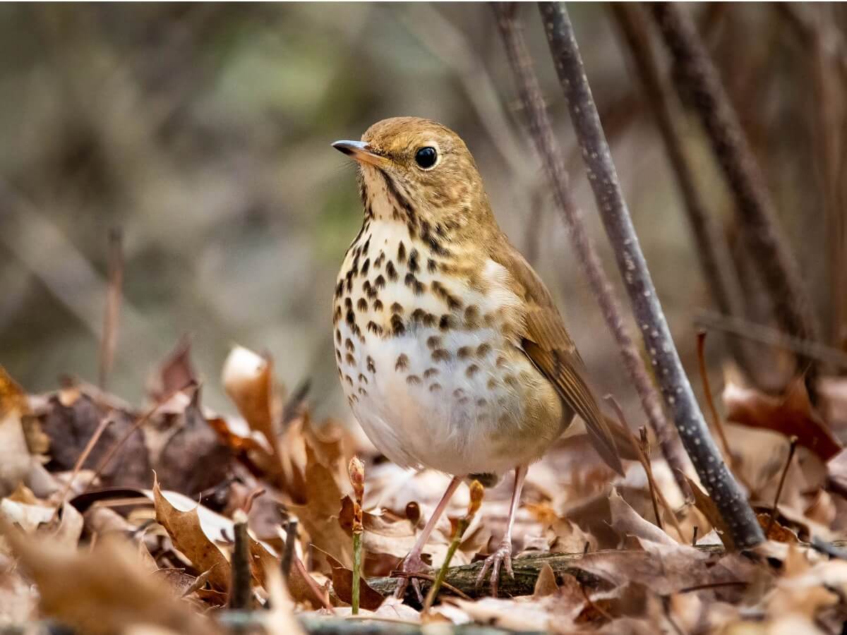 Une grive solitaire au sol.