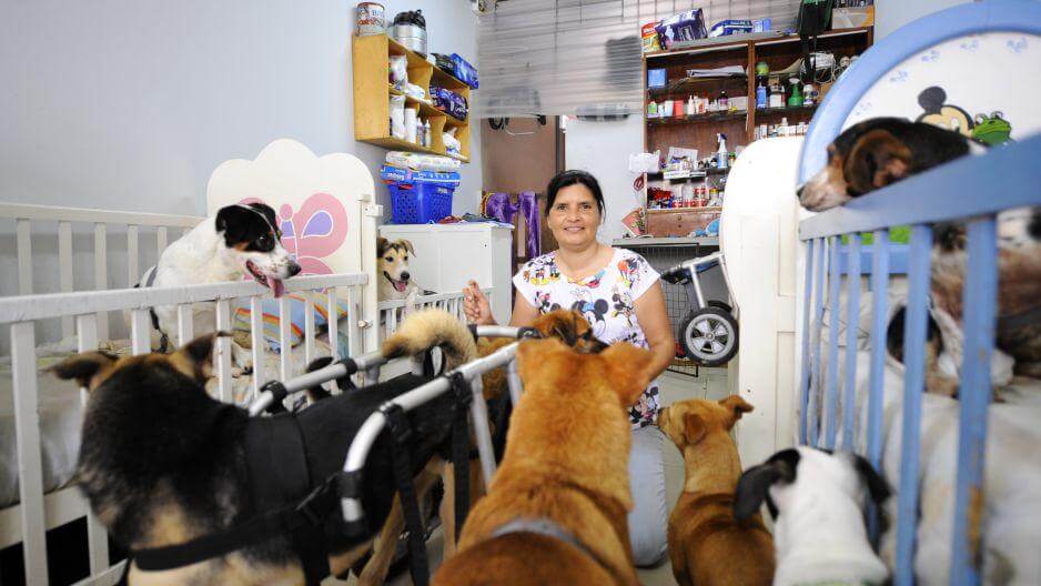 Vrouw met veel gehandicapte honden