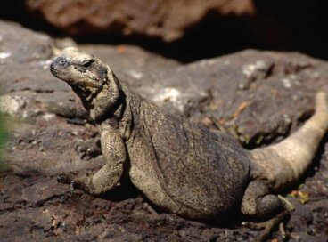 Chacahuala: hábitat y características