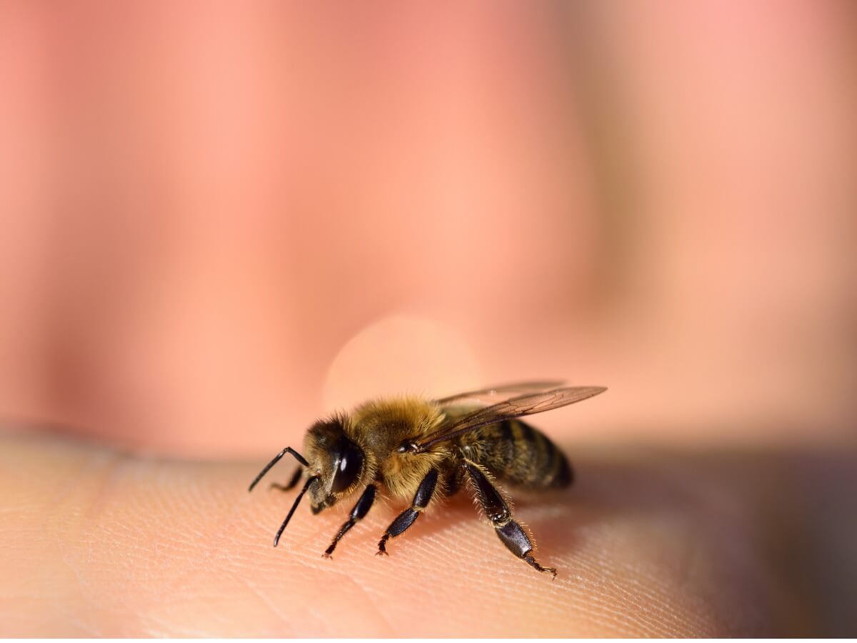 ¿Las abejas se mueren después de picar?