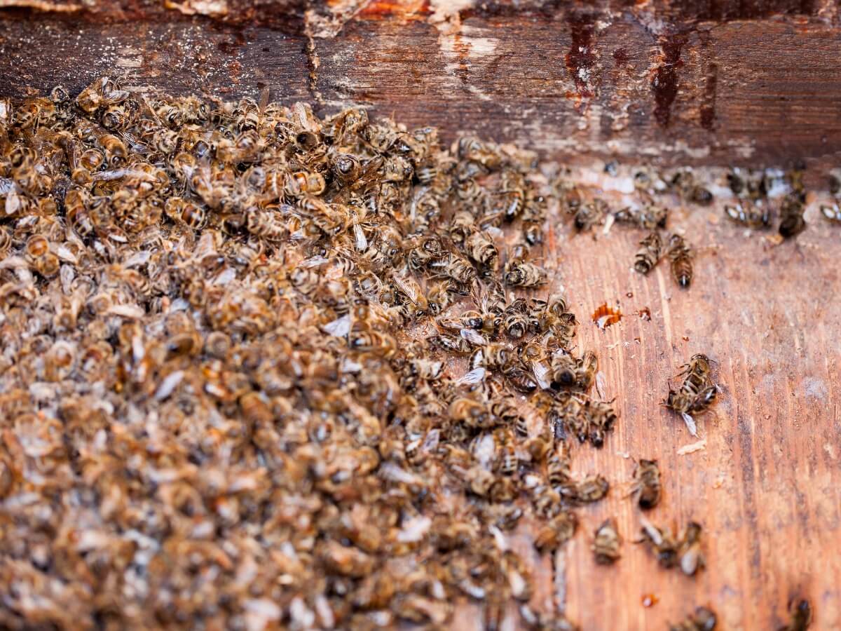 Un número masivo de abejas muertas.