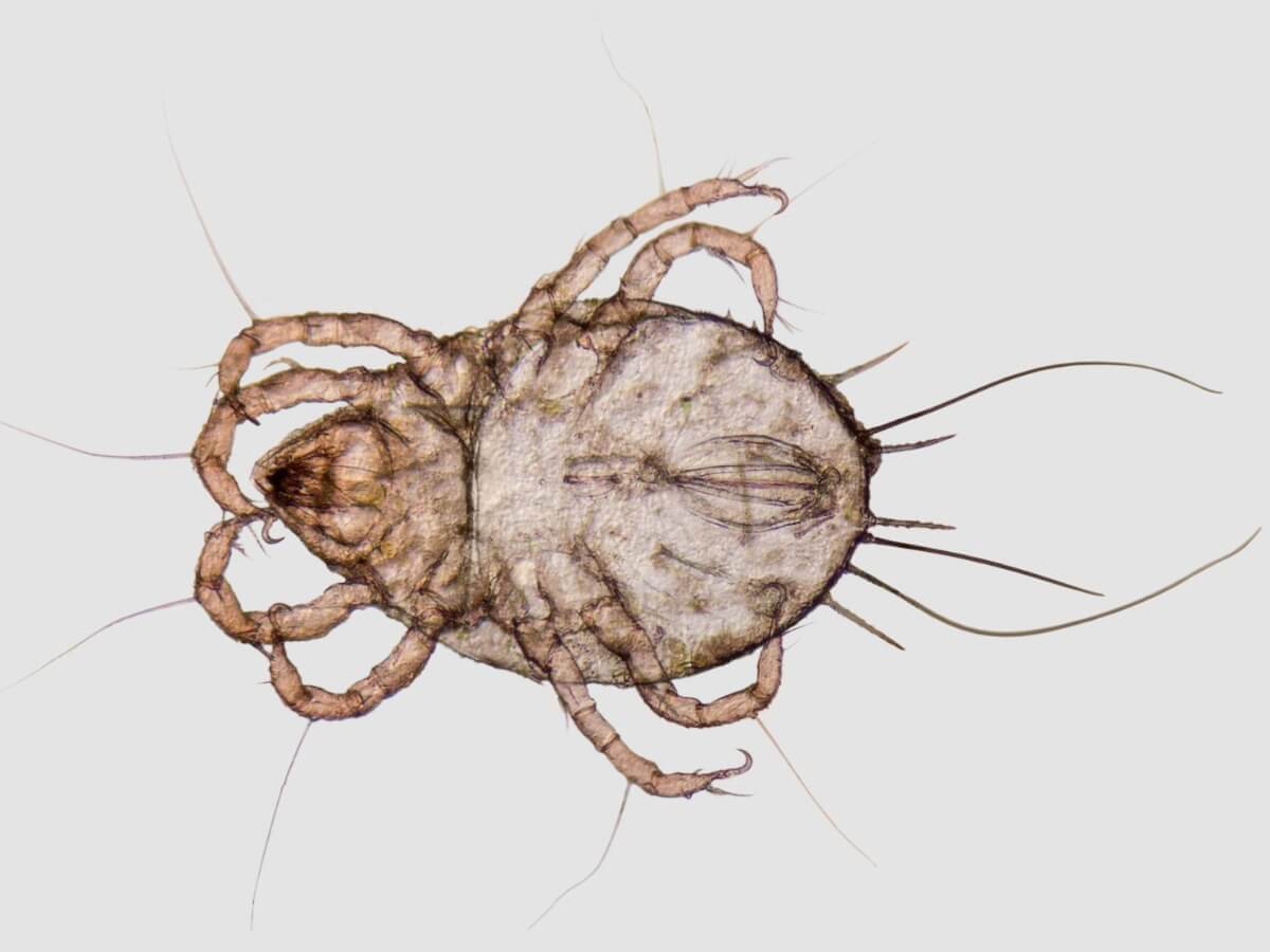 Un ácaro del polvo visto a nivel macroscópico.