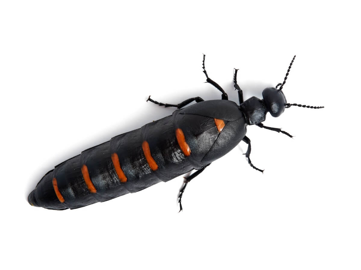 Uno de los insectos más venenosos del mundo.