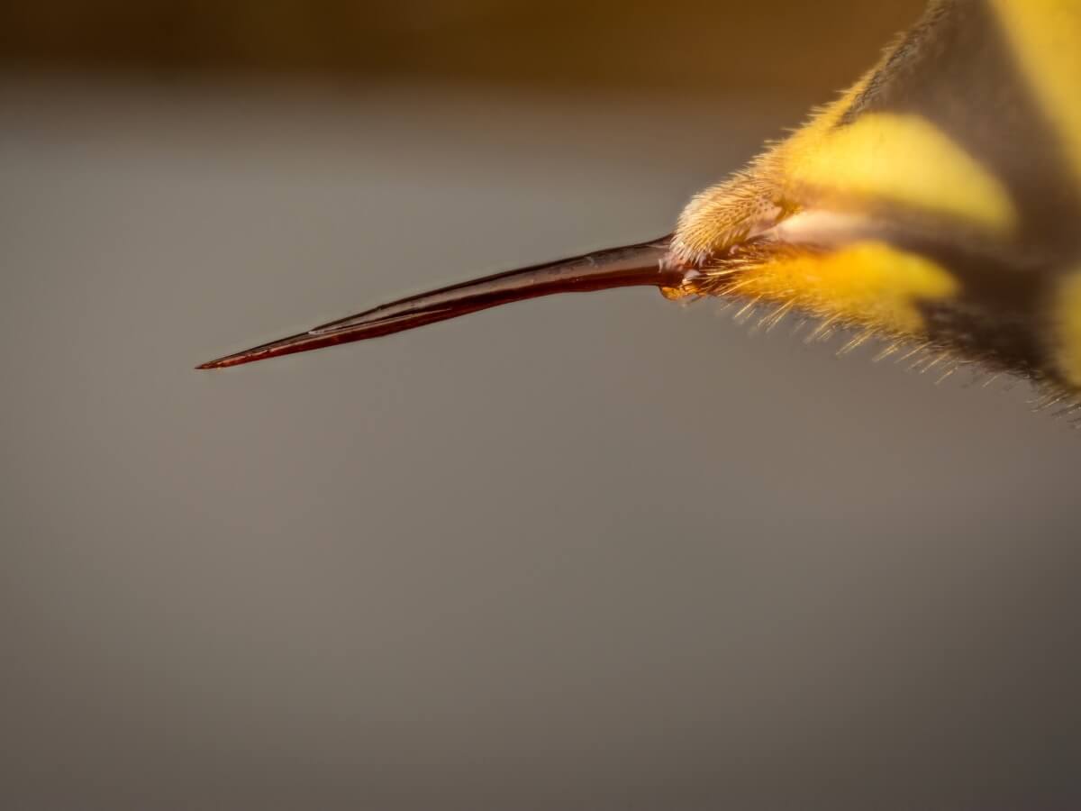 Der Stachel einer Wespe - Nahaufnahme