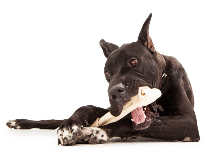 Alimentación para perros con artritis