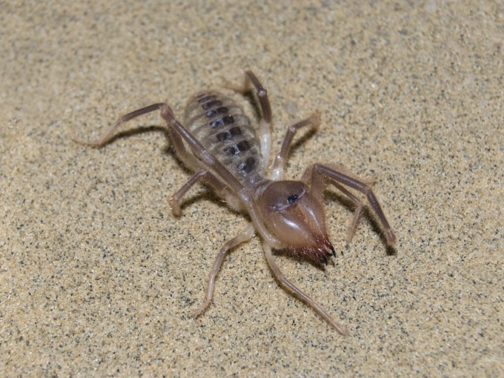 Una de las arañas camello.