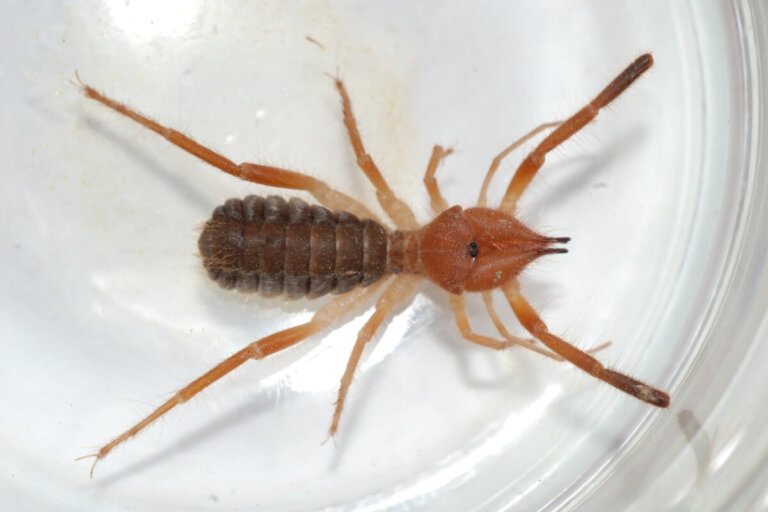 Gluvia dorsalis: hábitat y características