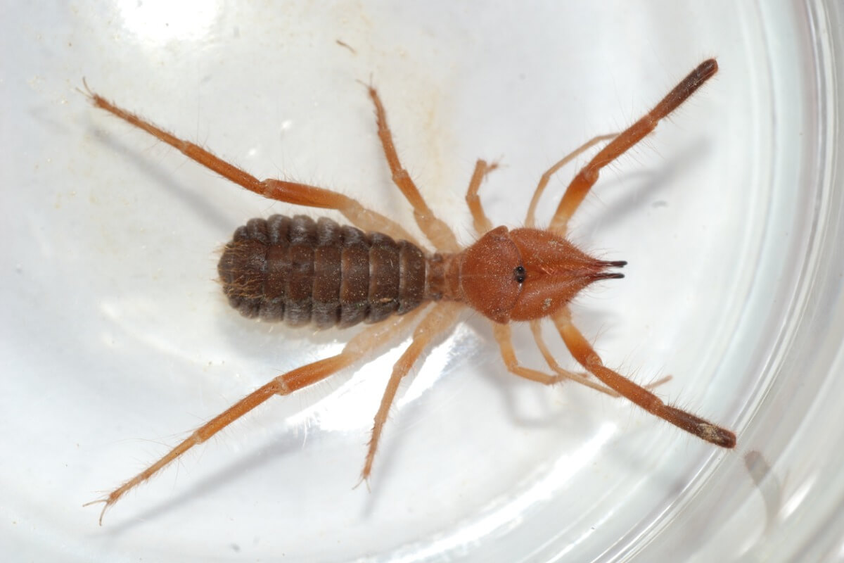 Una araña camello sobre un fondo blanco.