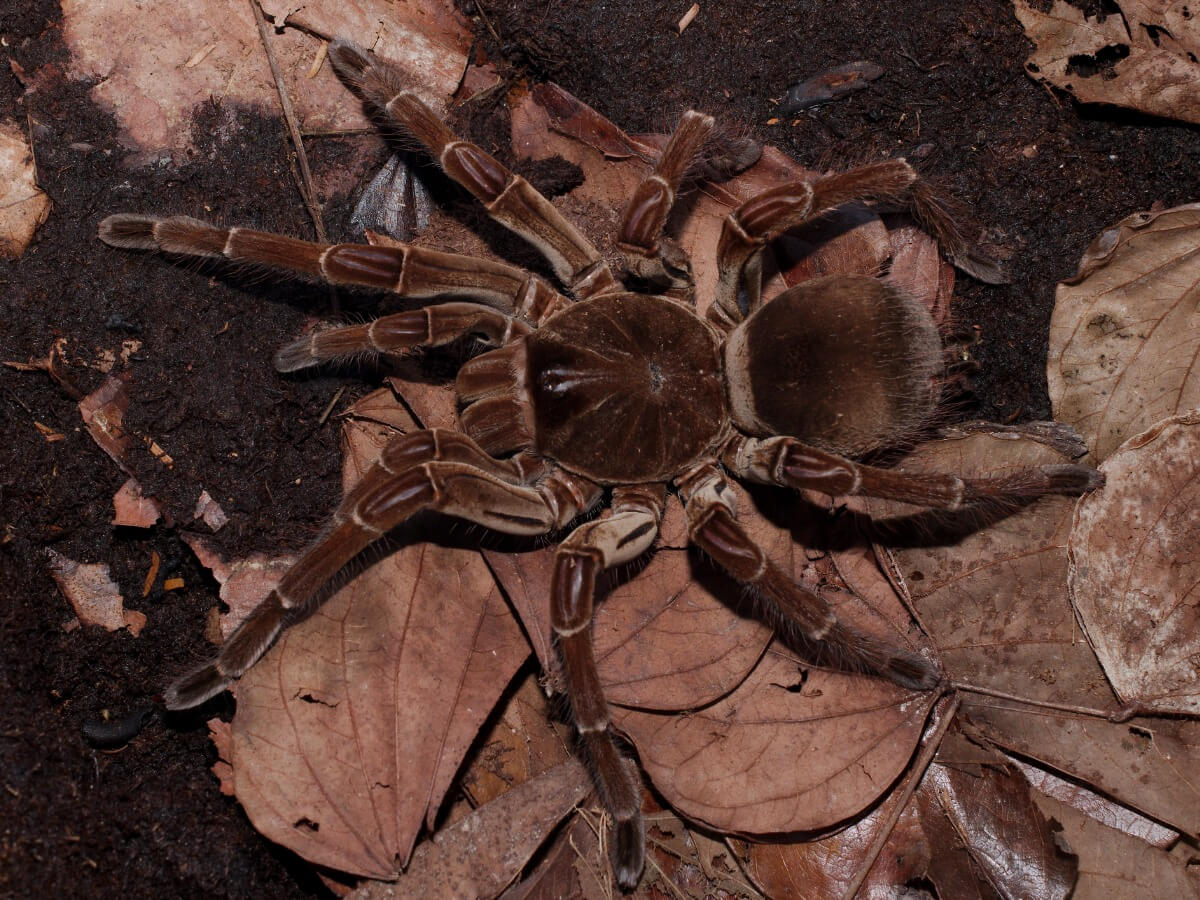 Una araña Goliat.