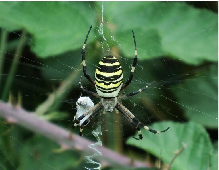 Araña tigre: hábitat y características